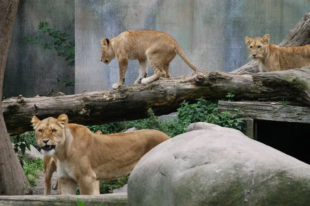 Lions in Aalborg Zoo are being fed Danish pets (Peter Bischoff/Getty Images)