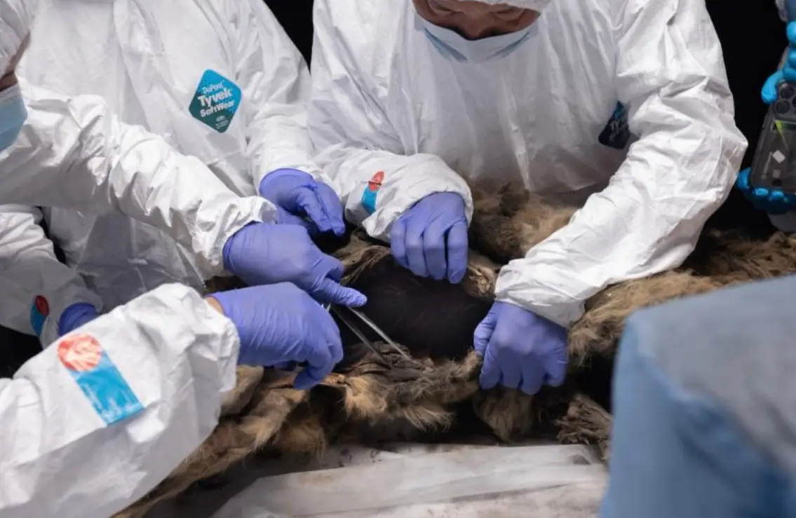 The discovery could lead to a medical breakthrough. (North-Eastern Federal University)