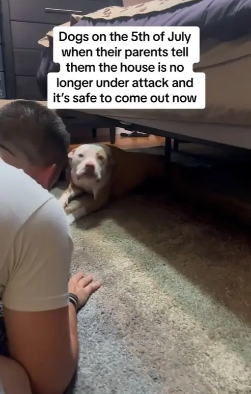 The dogs were terrified of the fireworks.