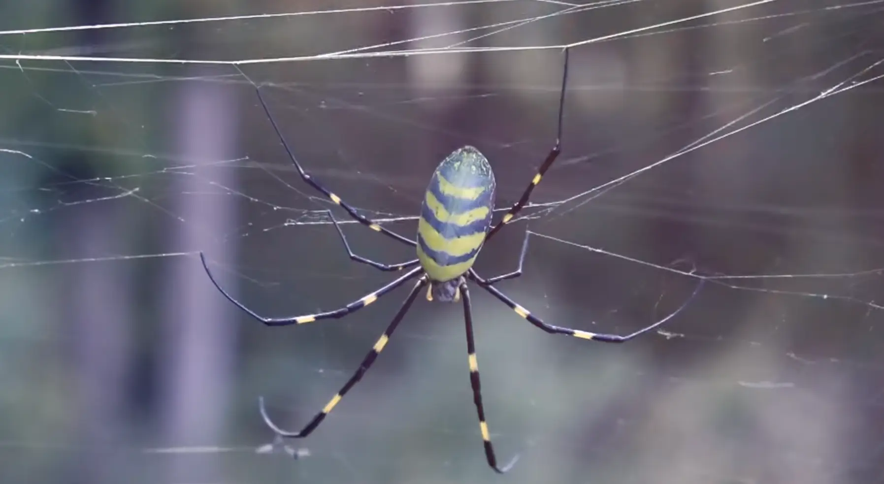 Joro spiders have made their way to the US in recent years. (YouTube/FNRClemson)