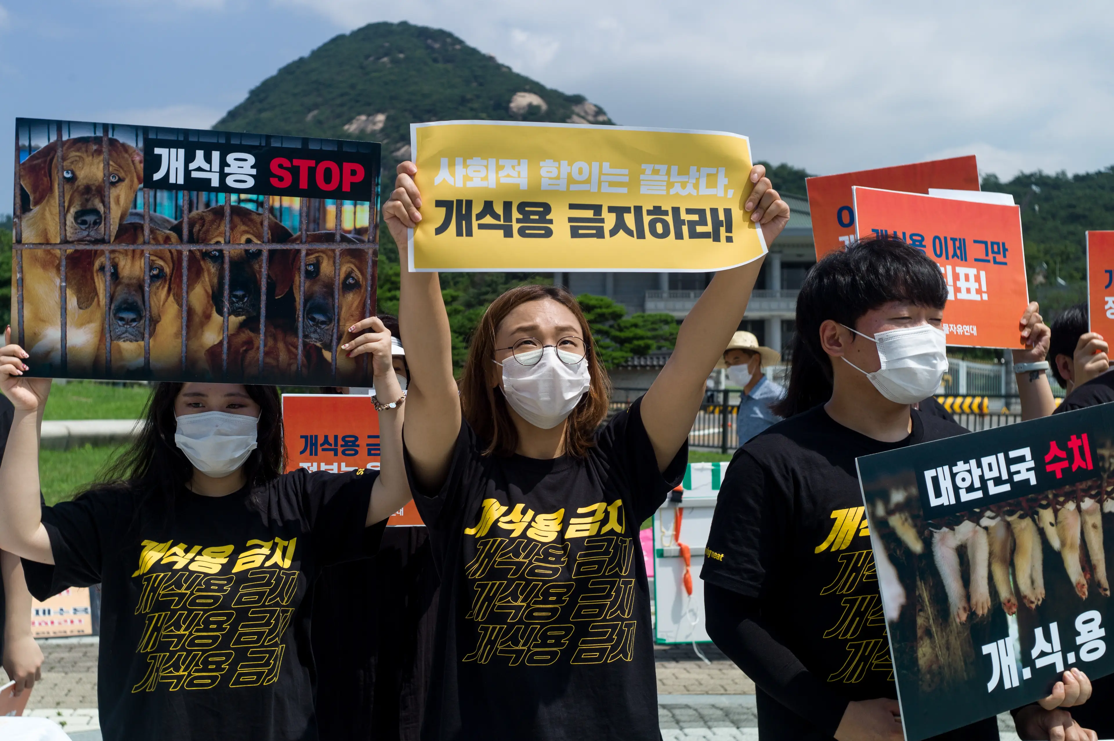 Eating dog meat has seen mounting criticism in South Korea.