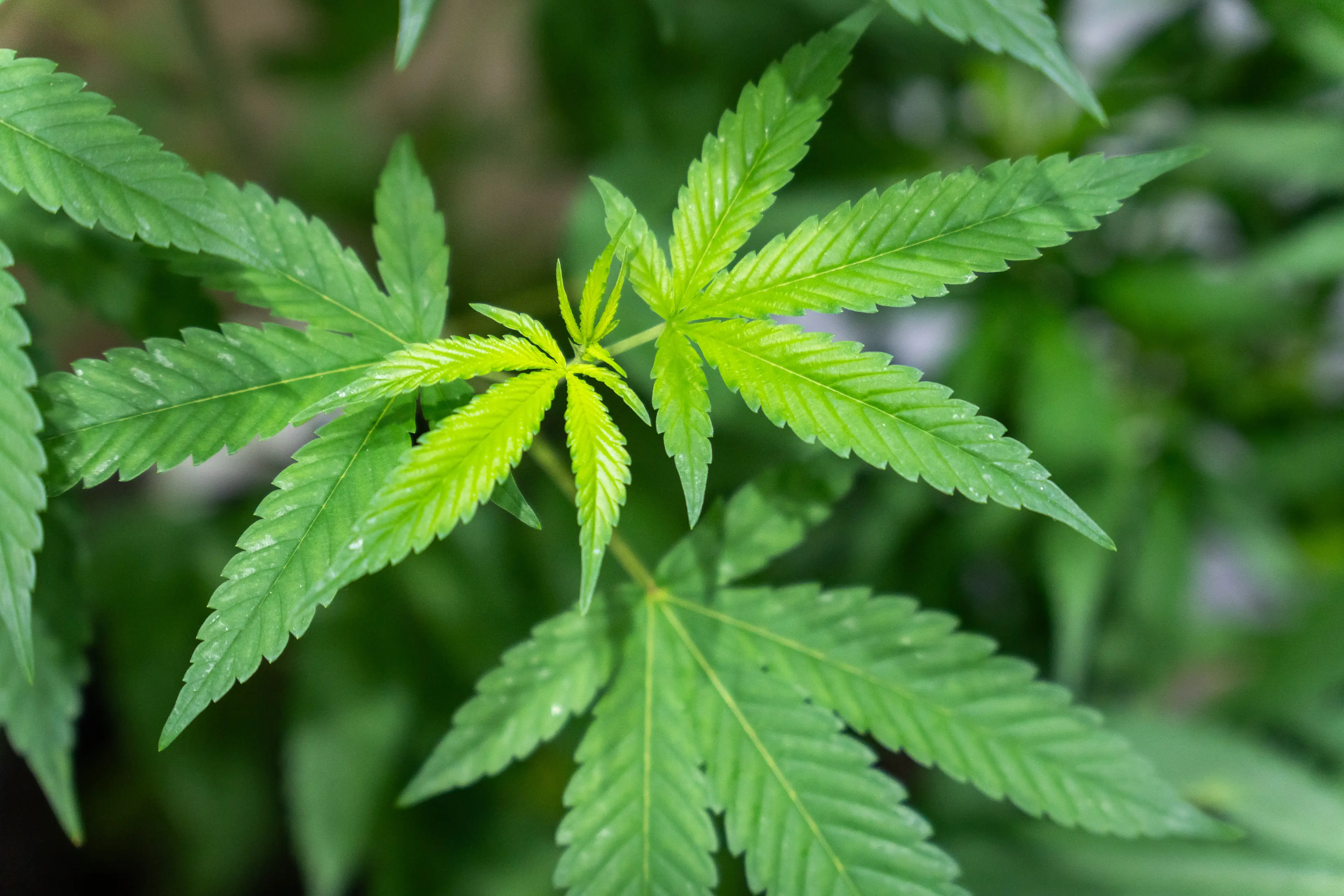 It may not be as effective as is widely believed (Nathalie Jamois/SOPA Images/LightRocket via Getty Images)