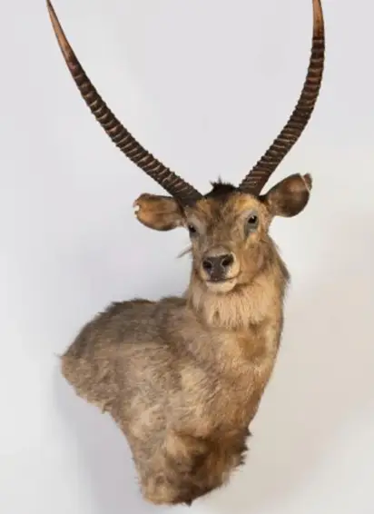 One of the items for sale by the billionaire couple.