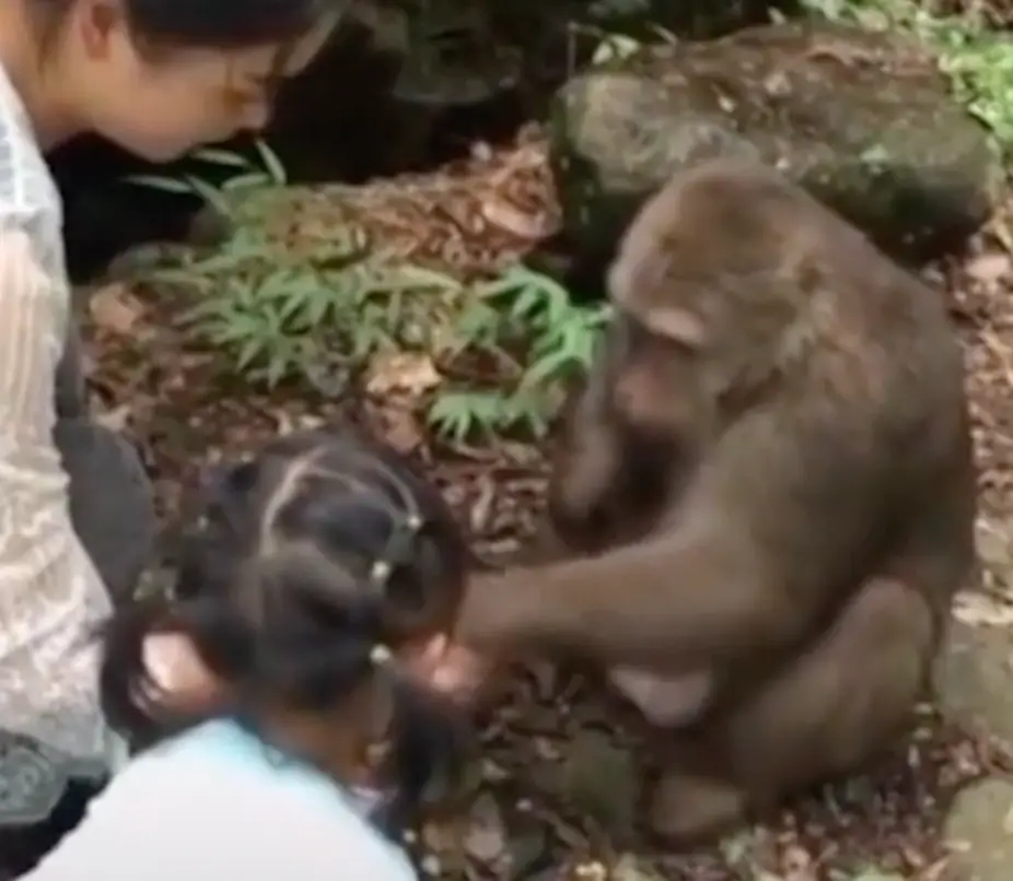 The monkey seemed content - until it wasn't. (Asiawire)