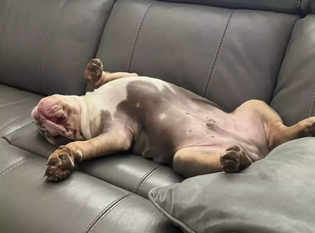 Harley became hero of the hour (SWNS)