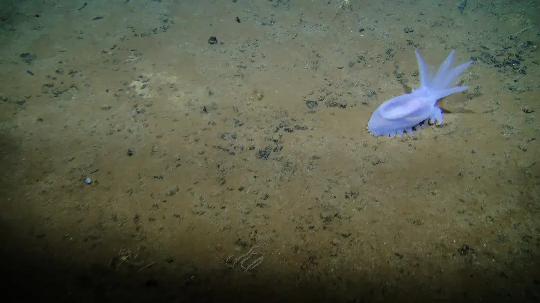 A species of sea cucumber called amperima sp. can be found deep down on the seabed. (Craig Smith and Diva Amon, ABYSSLINE Project)