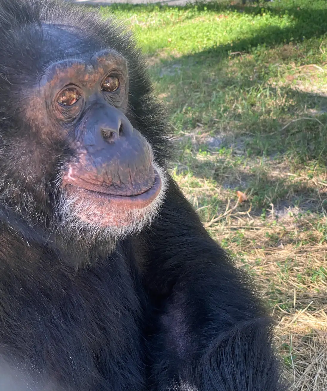 Bubbles is very artistic. (centerforgreatapes.org)