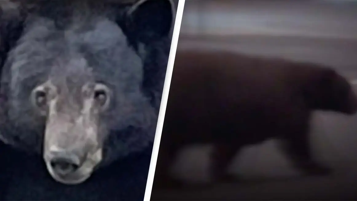 KPIX CBS SF Bay Area/YouTube