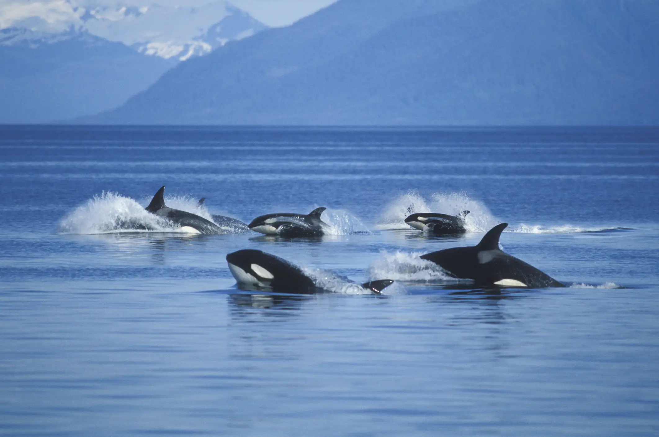 Scientists have been surprised by a new behavior shown by killer whales (Getty Stock Images)