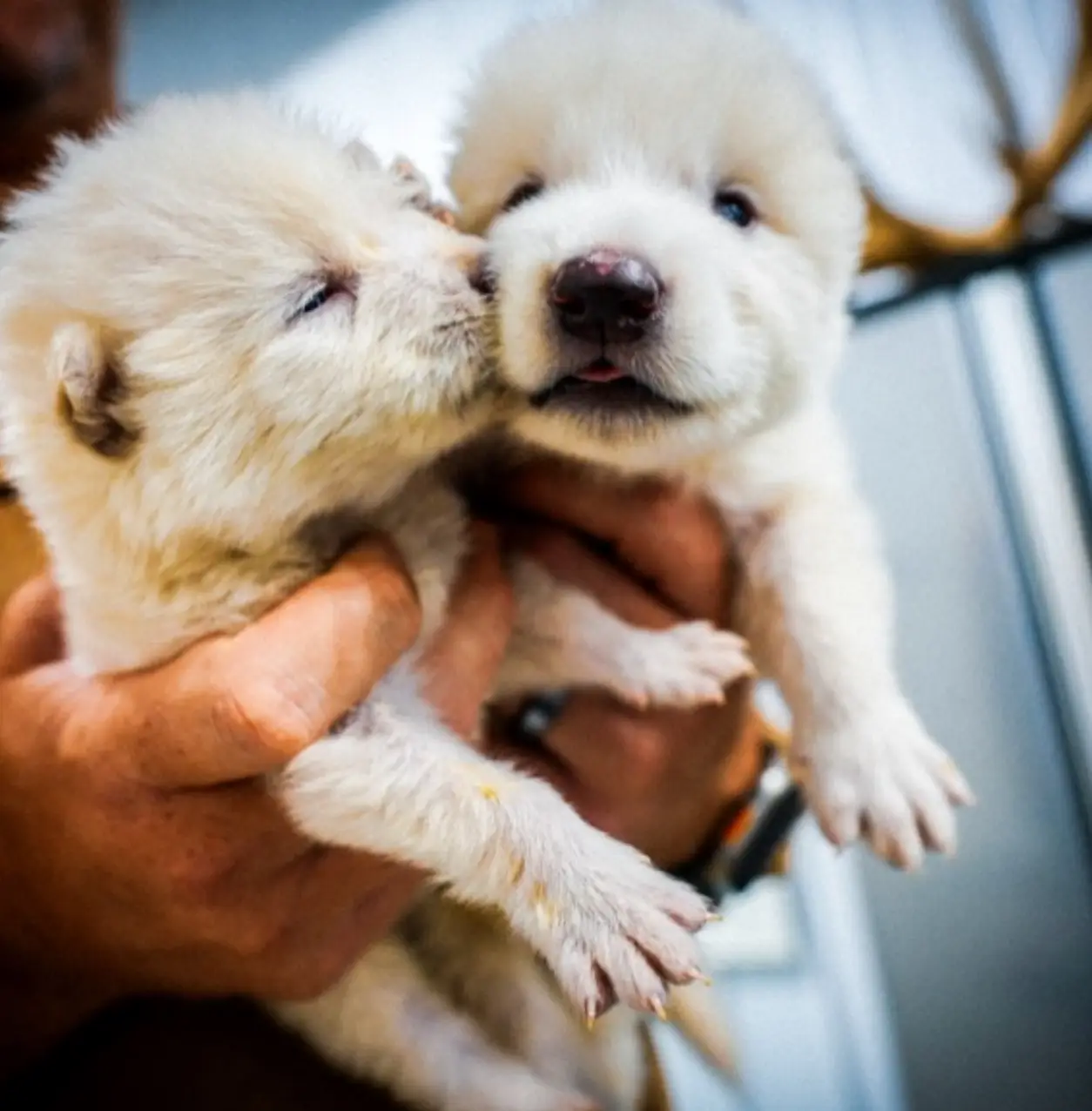 'Dire wolves' have been recreated by an American bioscience company (Colossal Biosciences)