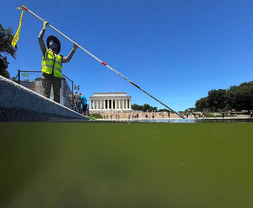 The water turned green from the algae (Chip Somodevilla/Getty Images)