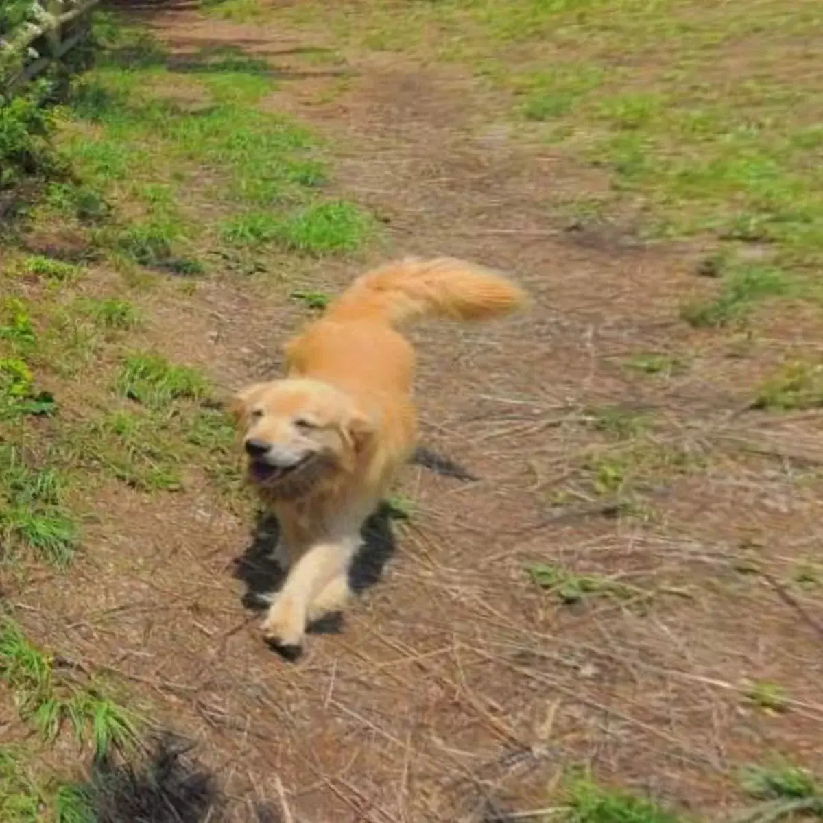 Maru guided visitors (Google Maps)