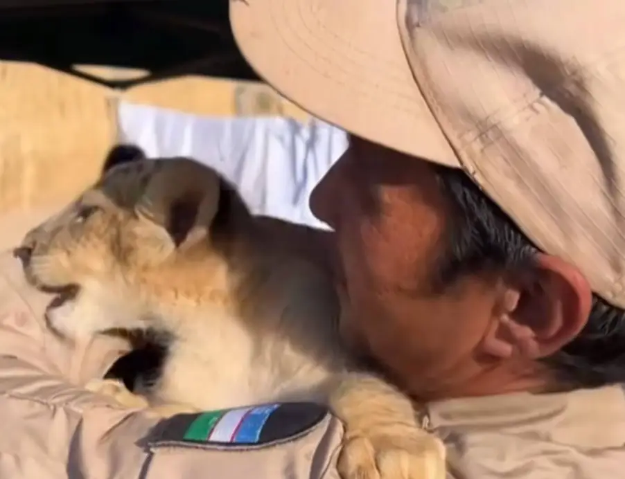 F Iriskulov was a lion handler at a private zoo in Uzbekistan (EAST2WEST)