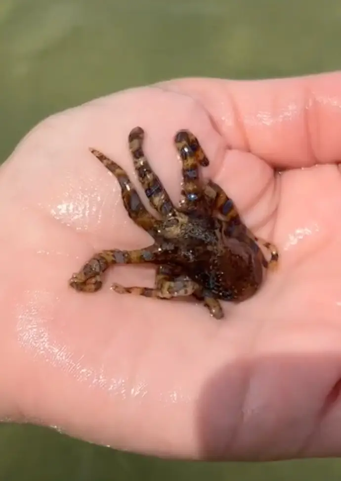 Woman picks up deadly octopus (@katapilla/TikTok)