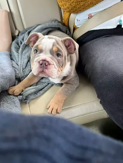 Harley chewed David's toe almost to the bone. (SWNS)