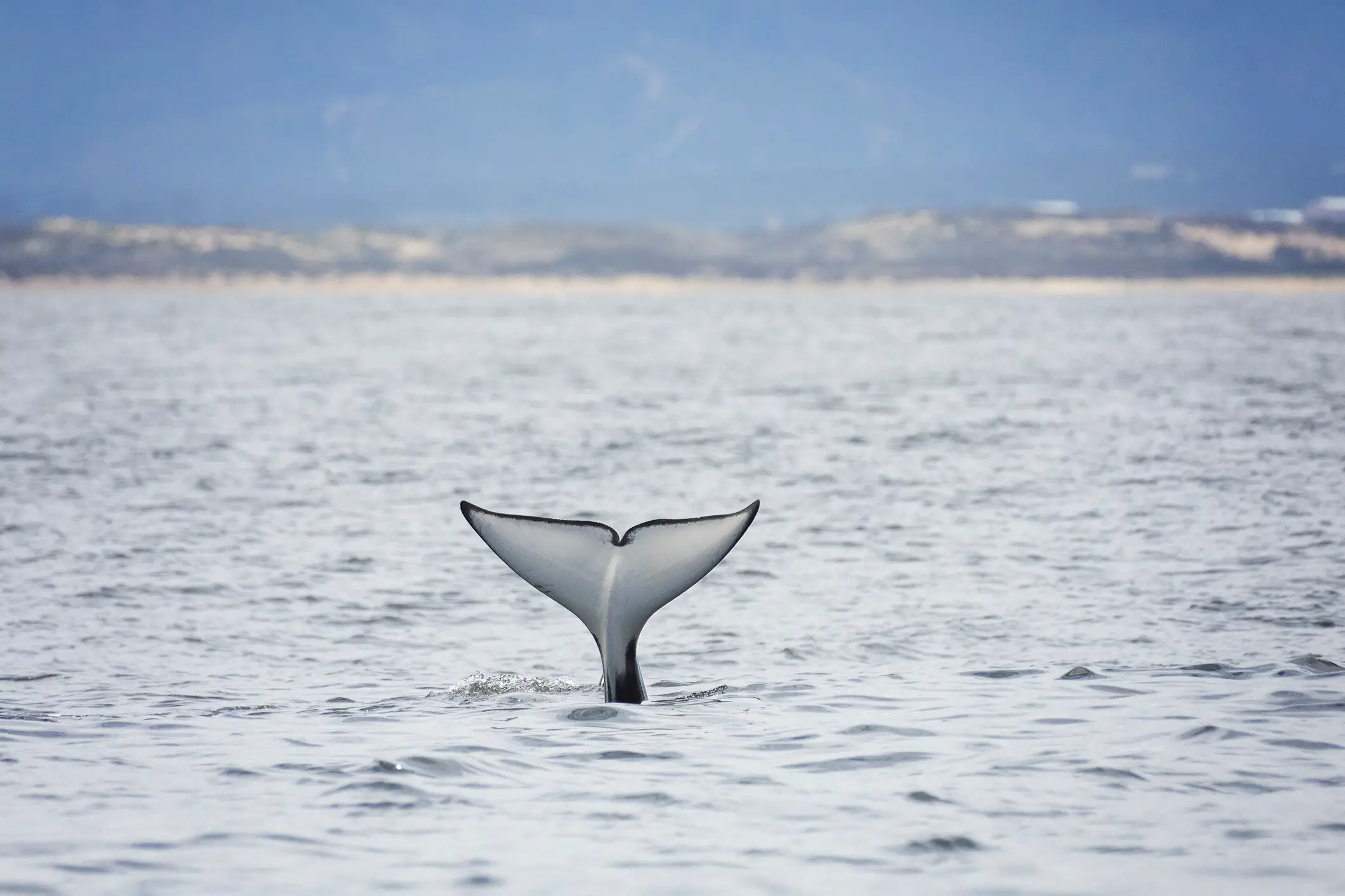 One theory suggests the orcas were practicing their hunting (Getty Stock Image)