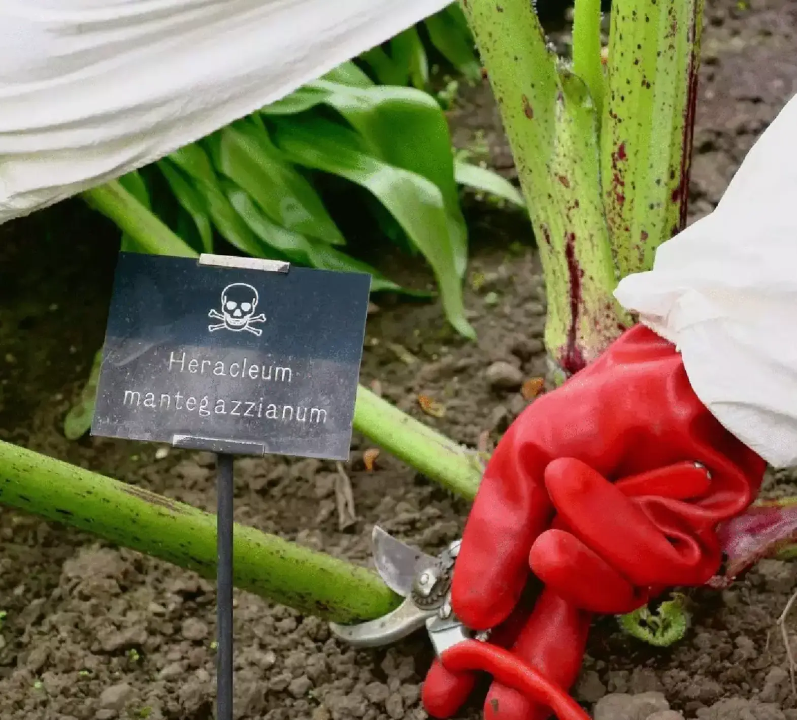 The plant is known for its dangerous symptoms. Credit: