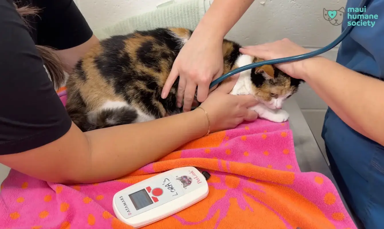 The cat was safety returned to her family.