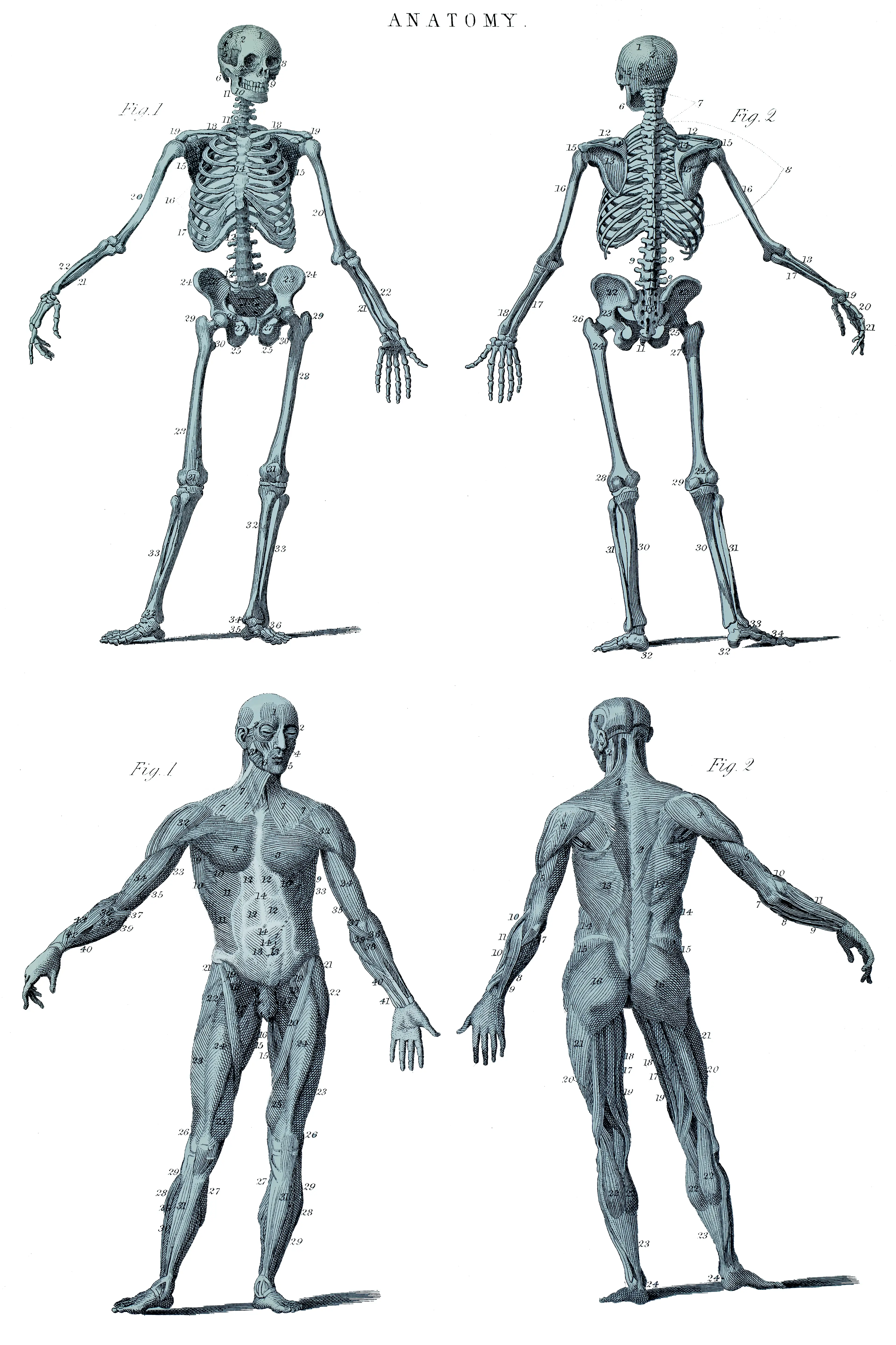 Humans have a lot of muscles to help us pilot our flesh-suits (mikroman6 / Getty)