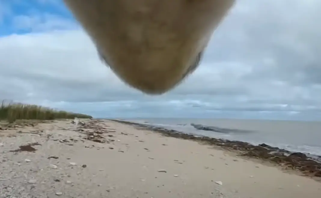 Researchers used cameras to monitor the bears' behavior.