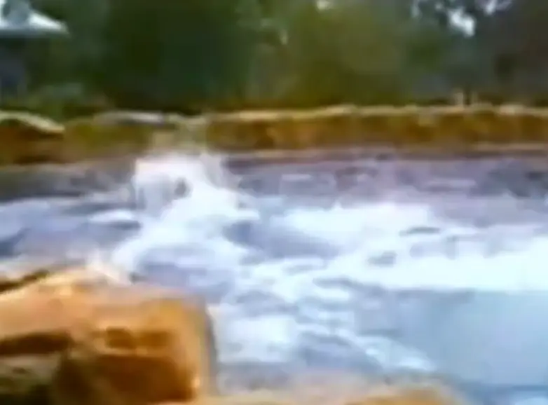 Witnesses described the harrowing scene after Brancheau's death. (60 Minutes)