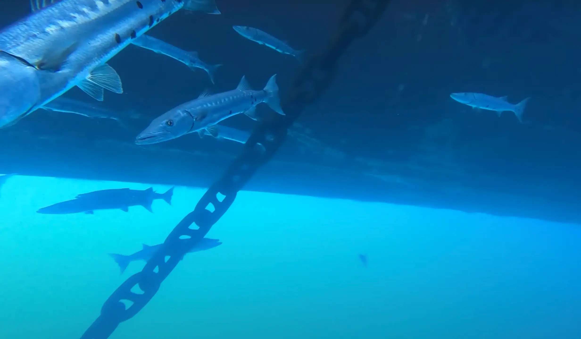 Sharks can be seen coming into view of the GoPro camera during the night-time footage.