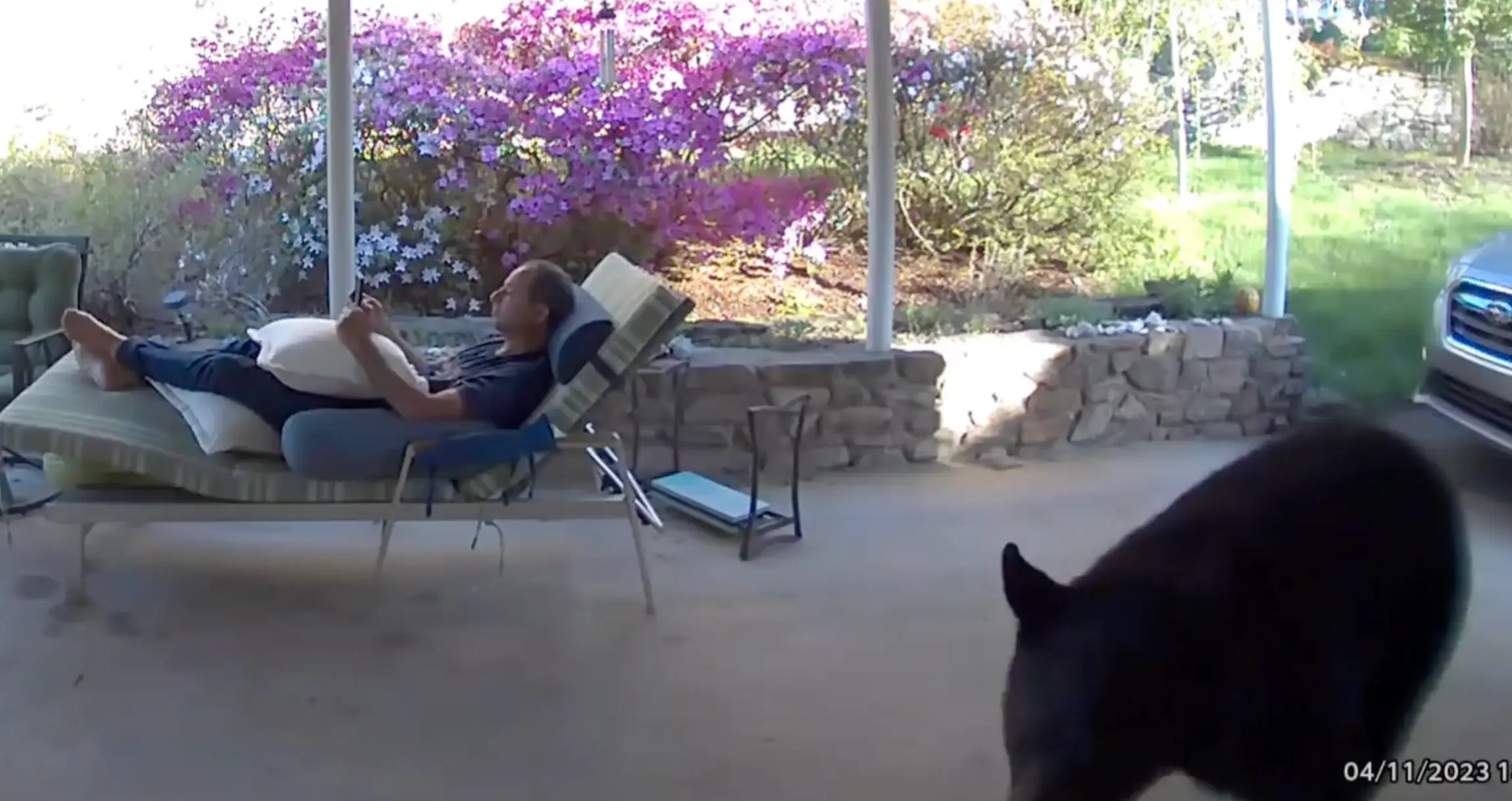 David was relaxing in his garden completely unaware of the bear just behind him.