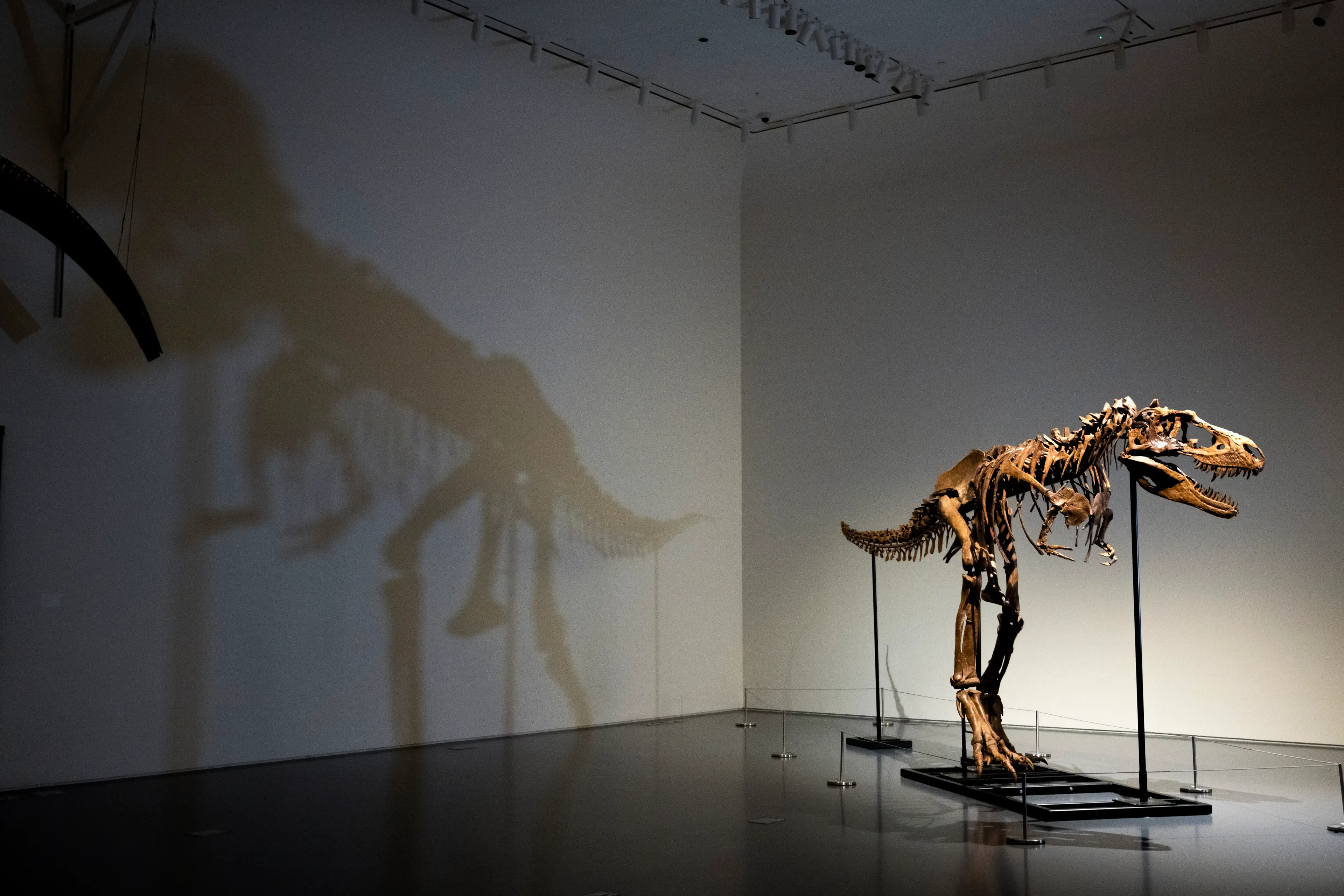 In 2013, a farmer in Montana unearthed a dinosaur skeleton.