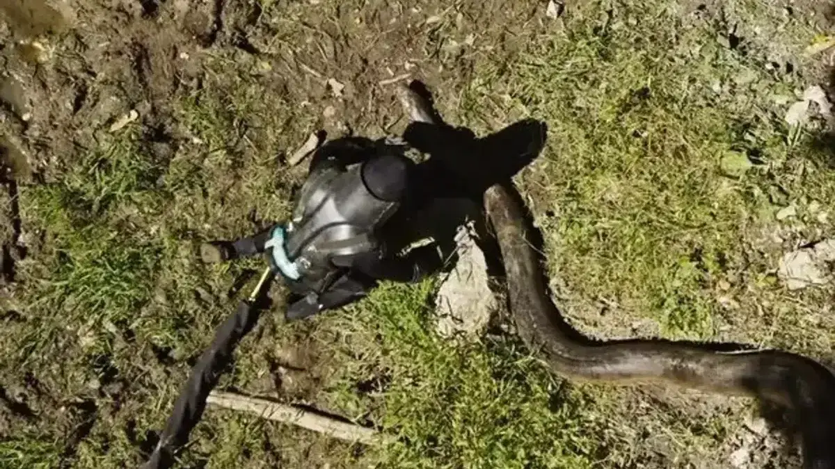 Man who tried to let world's biggest snake eat him alive instantly regrets it