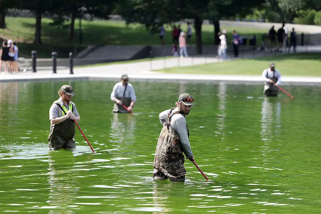 Employees at the National Parks Service in the reflecting pool (Tasos Katopodis/Getty Images)