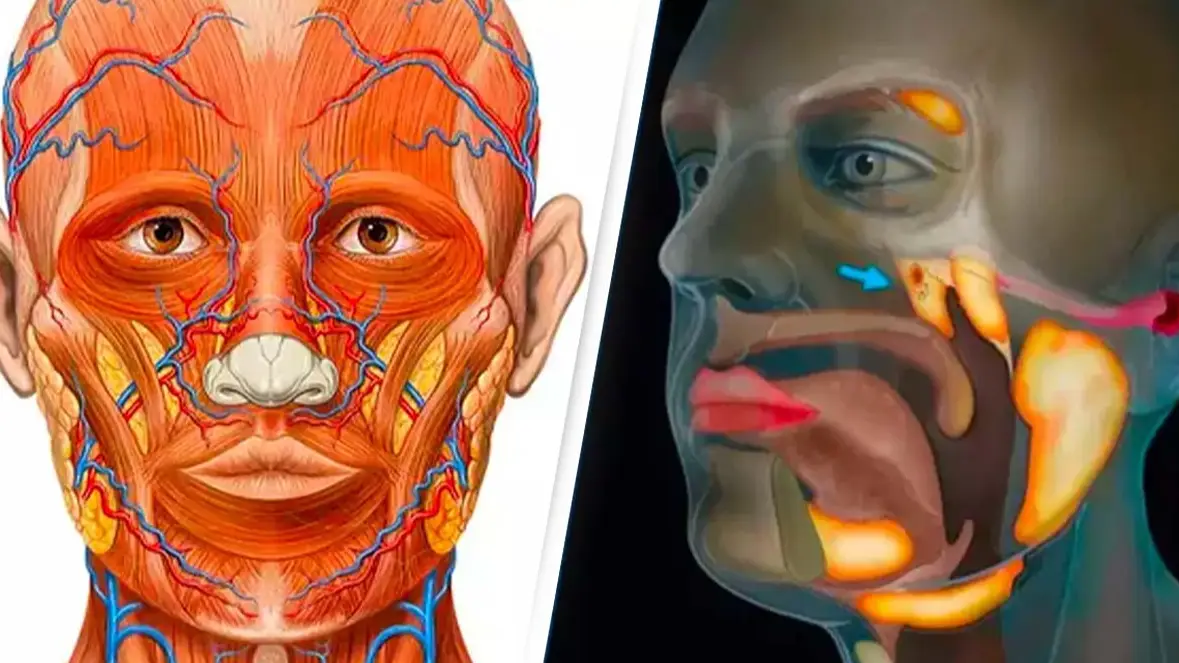 Patrick J. Lynch, medical illustrator/Netherlands Cancer Institute