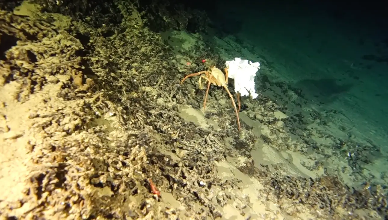 The crab was caught in plastic (One Ocean Foundation)