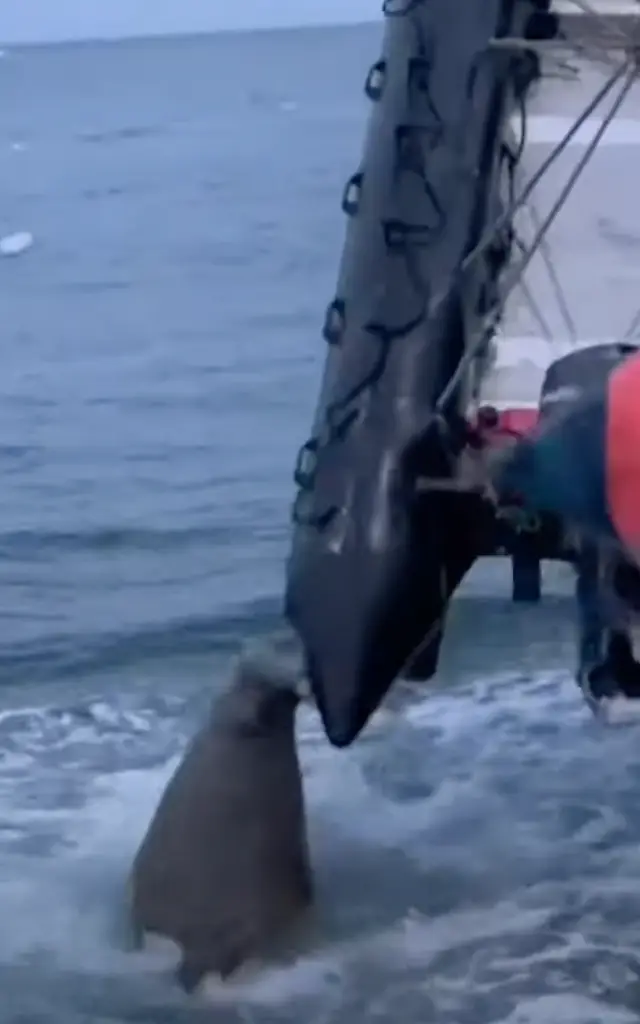 It appeared to 'deliberately' puncture the boat.