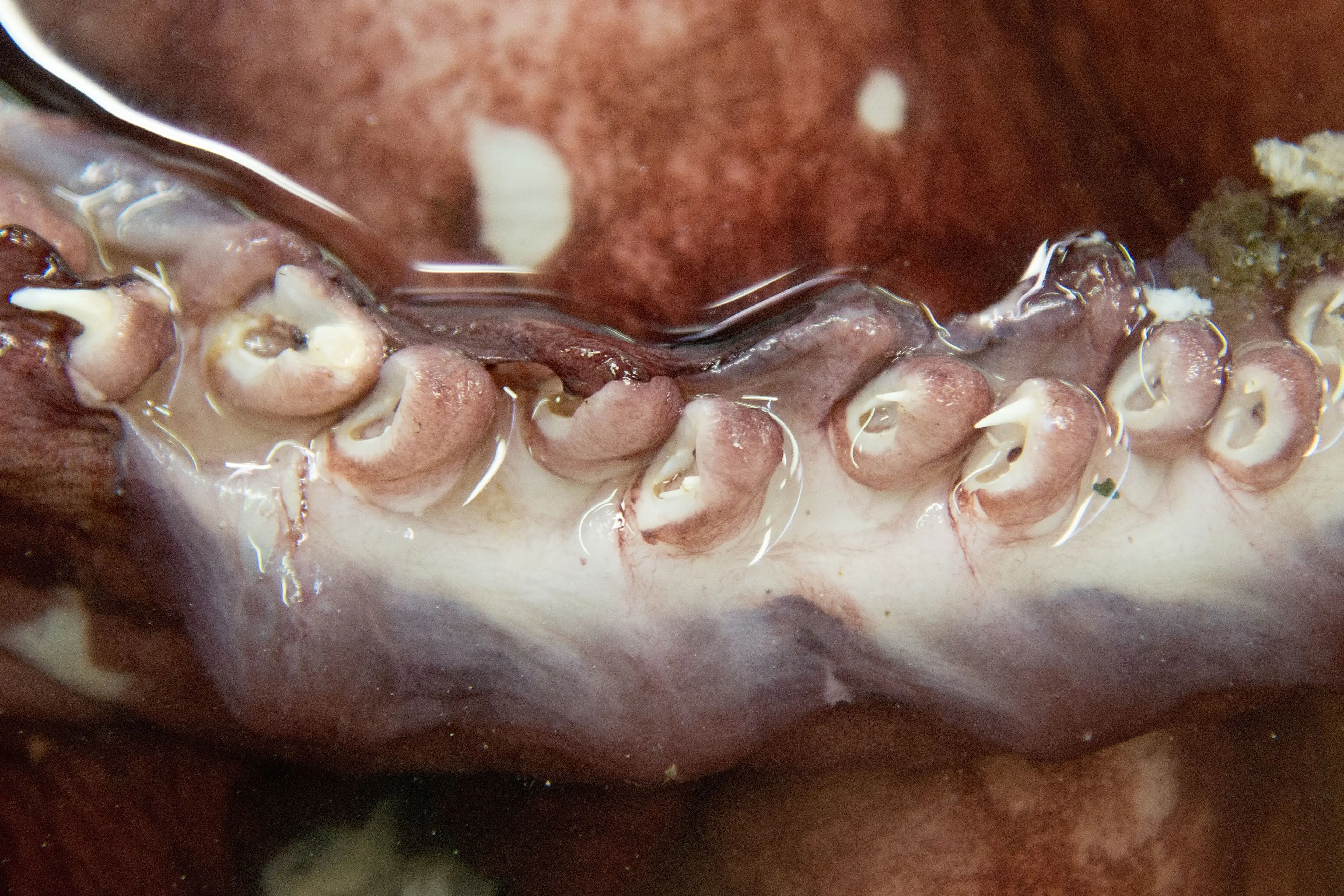 The squid have large hooks on their tentacles (Marty Melville/AFP via Getty Images)