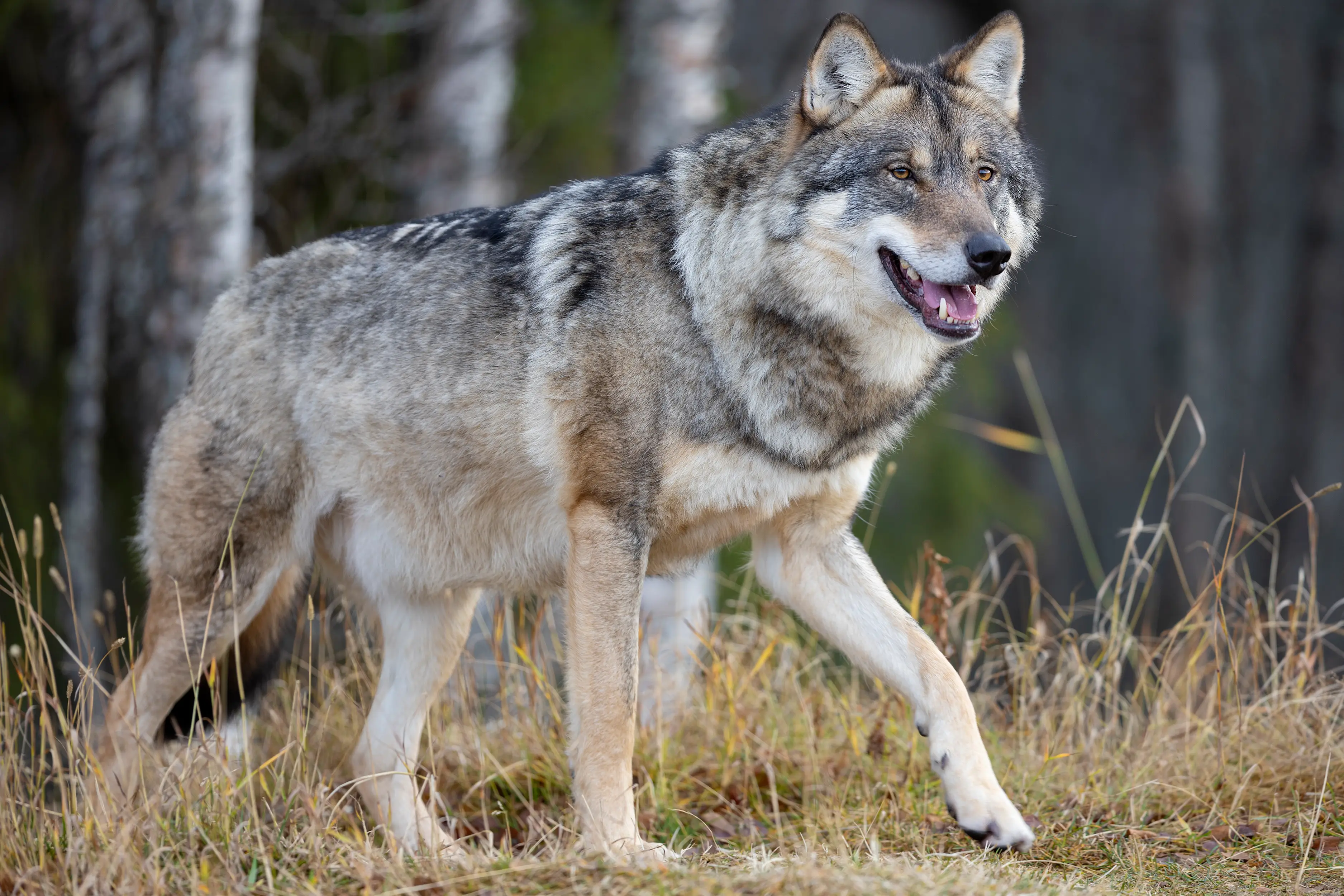 There has been a wolf resurgence in California a century after they were wiped out from the state (Getty stock)
