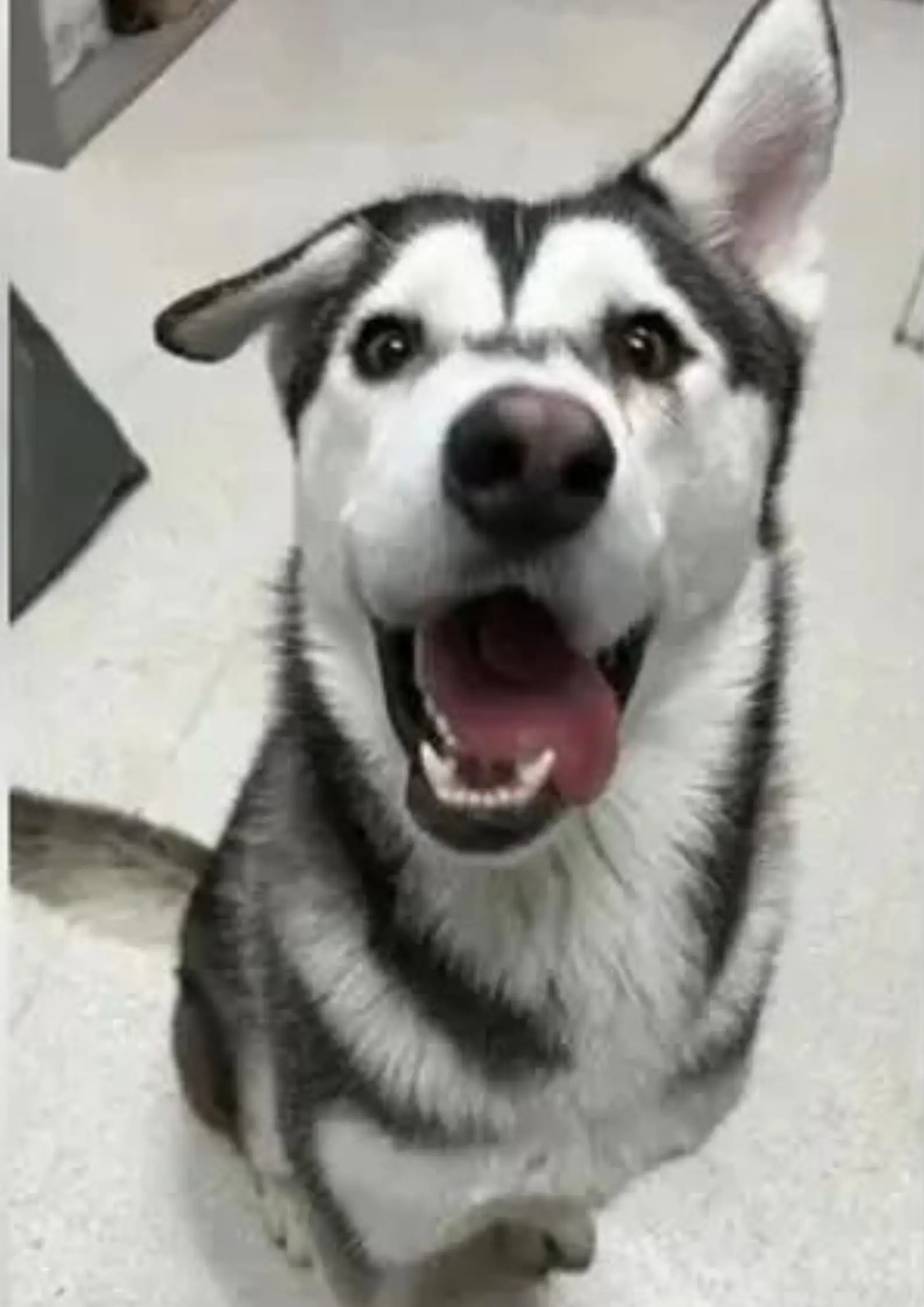 Harvey's crooked smile doesn't bother him - but it bothered potential adopters.