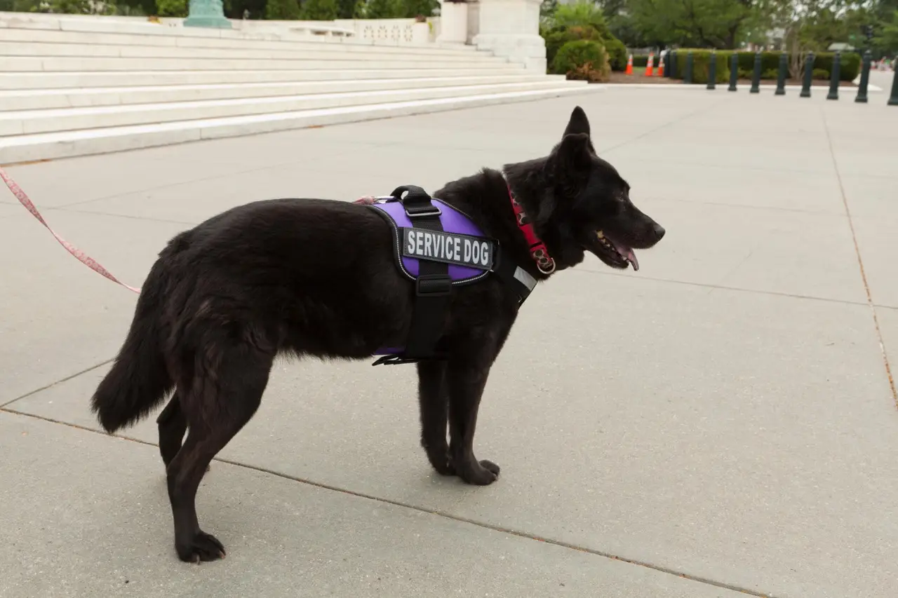 Service dog.