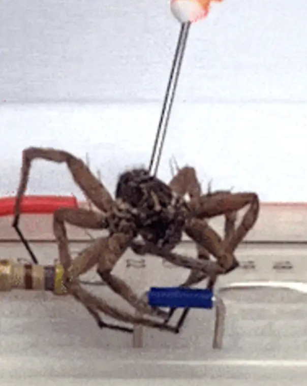 Prepare to be super creeped out.