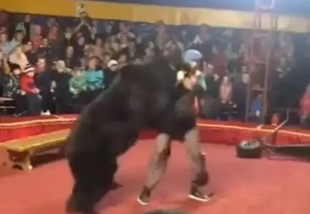 The circus bear attacked the handler during a performance in Russia (Viralhog)