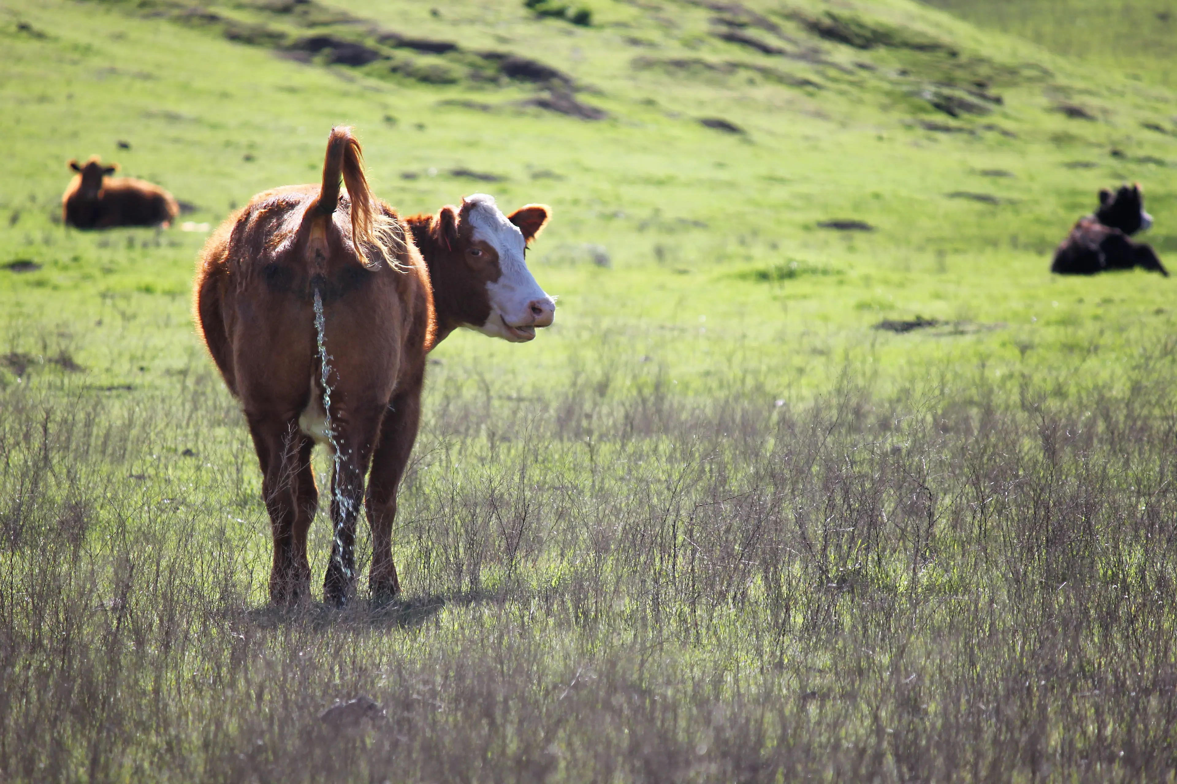 Animals weighing more than 3kg take around 21 seconds to empty their bladders. (Monica Murphy/Getty Stock Image)