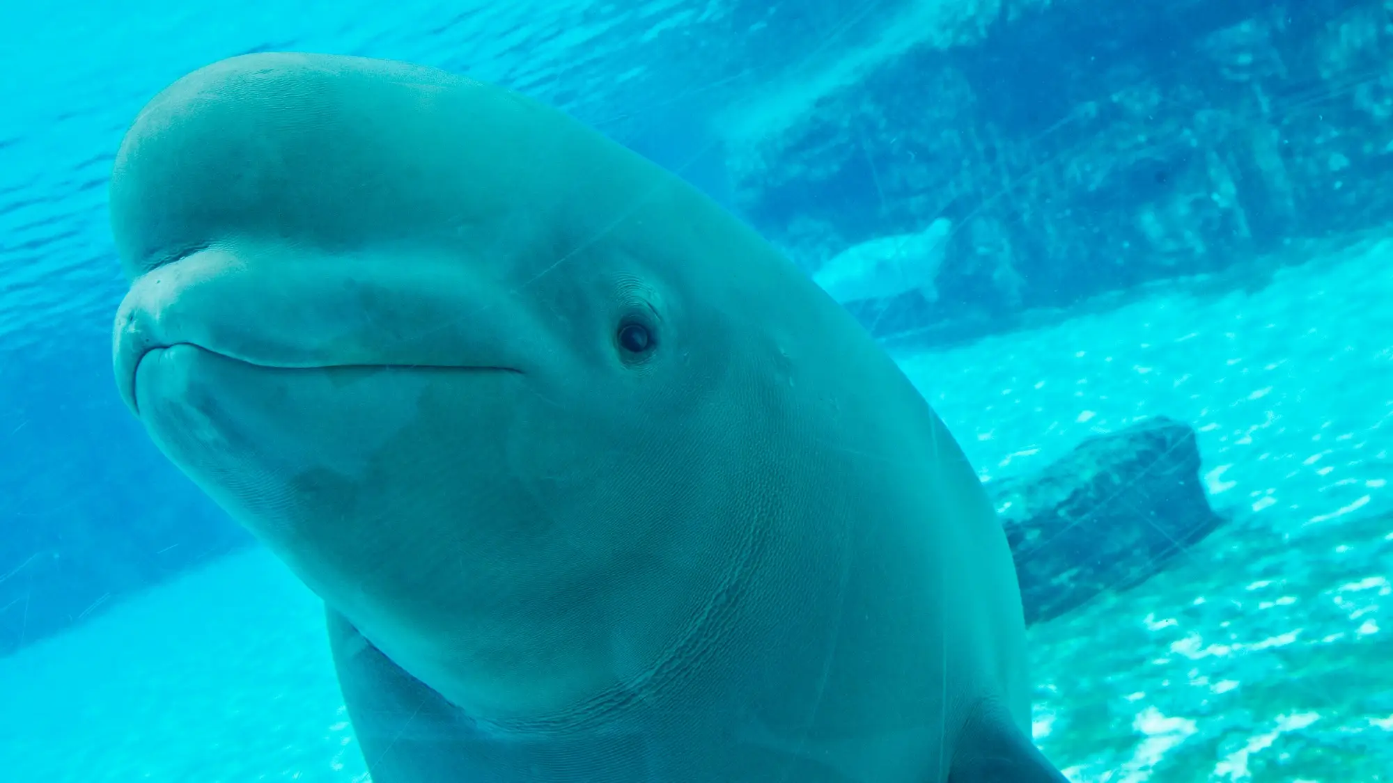 Tara Walton/Toronto Star via Getty Images