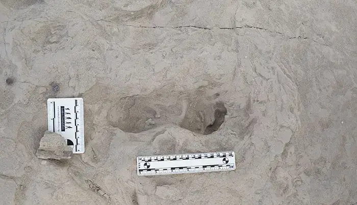 The discovery of the footprints is an exciting one (Kevin Hatala/Chatham University)