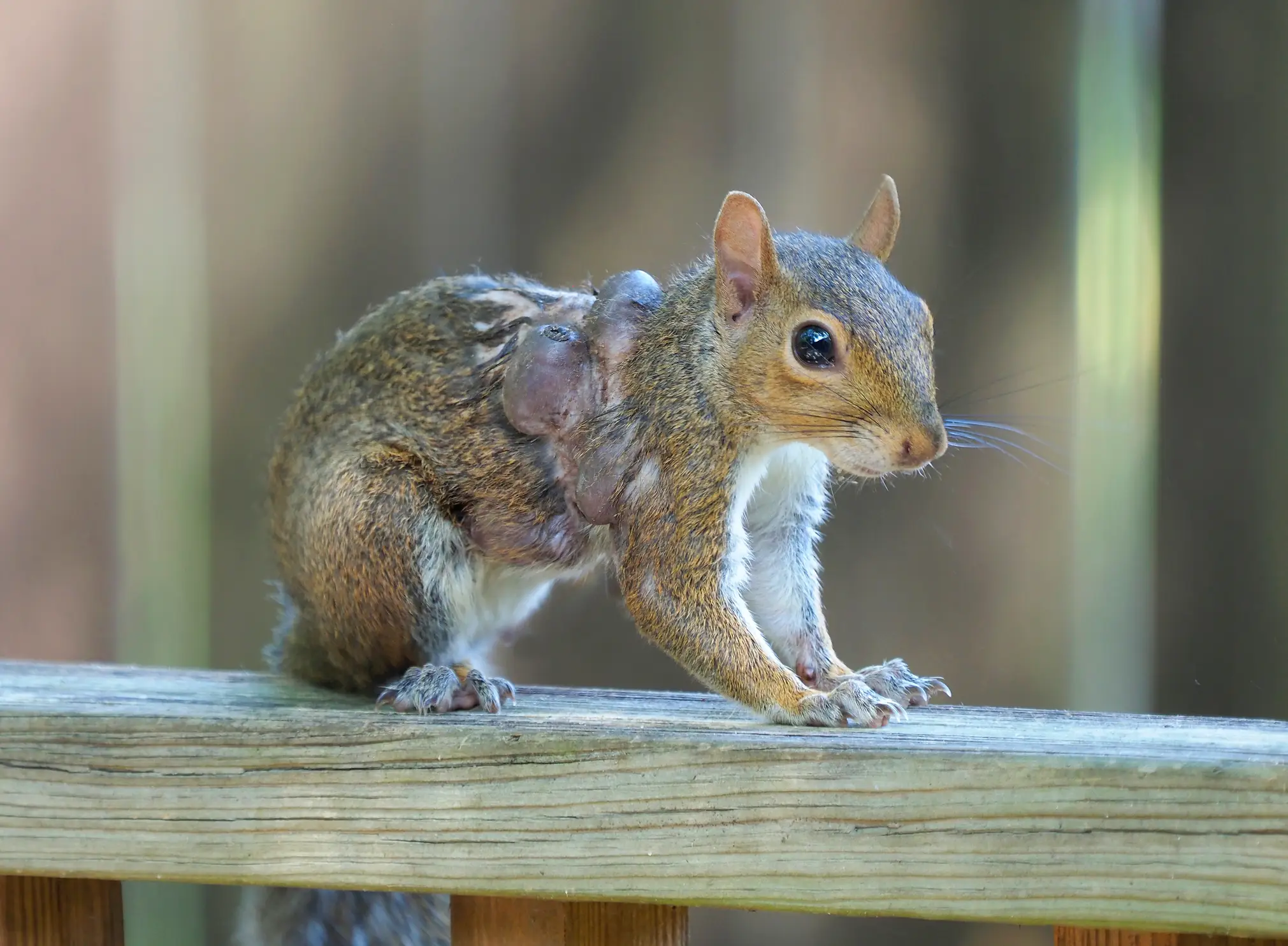 Also according to experts, parasites like botflies can cause unusual swellings and be mistaken for viral infections (sdbower/Getty Images)