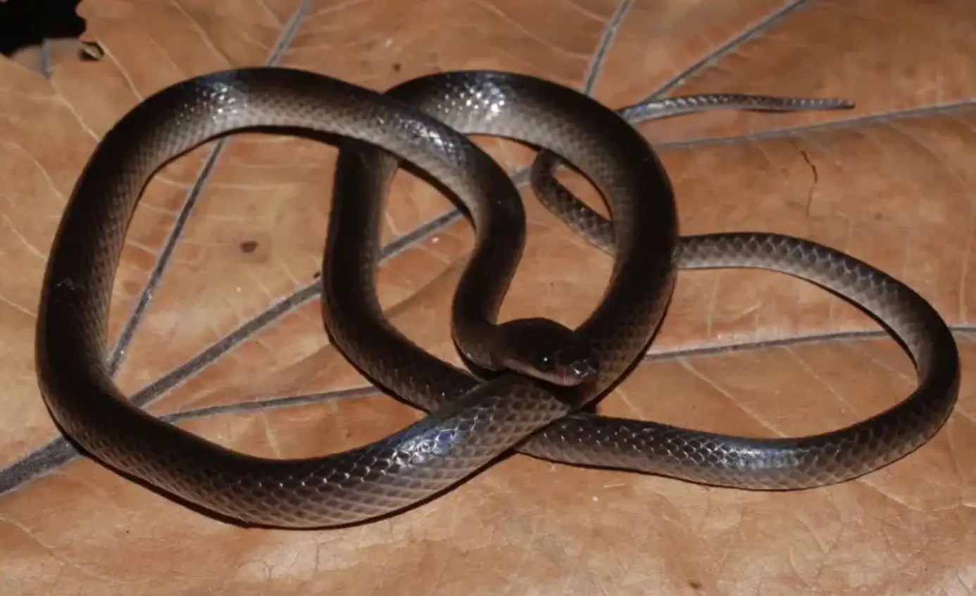 The snake has been named after the iconic musician. (Sara Ruane)