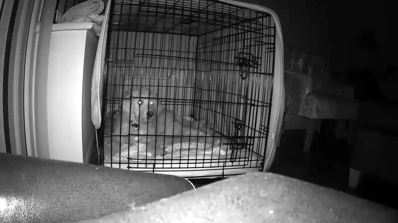 A glimpse into the camera's night function (Amazon reviews)