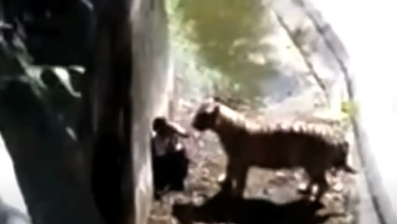 The man attempted to shield himself from the tiger.