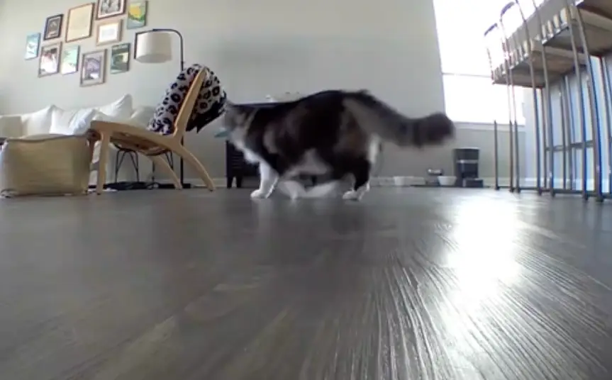 His owners said they nearly turned their car around when they saw the heart wrenching footage.