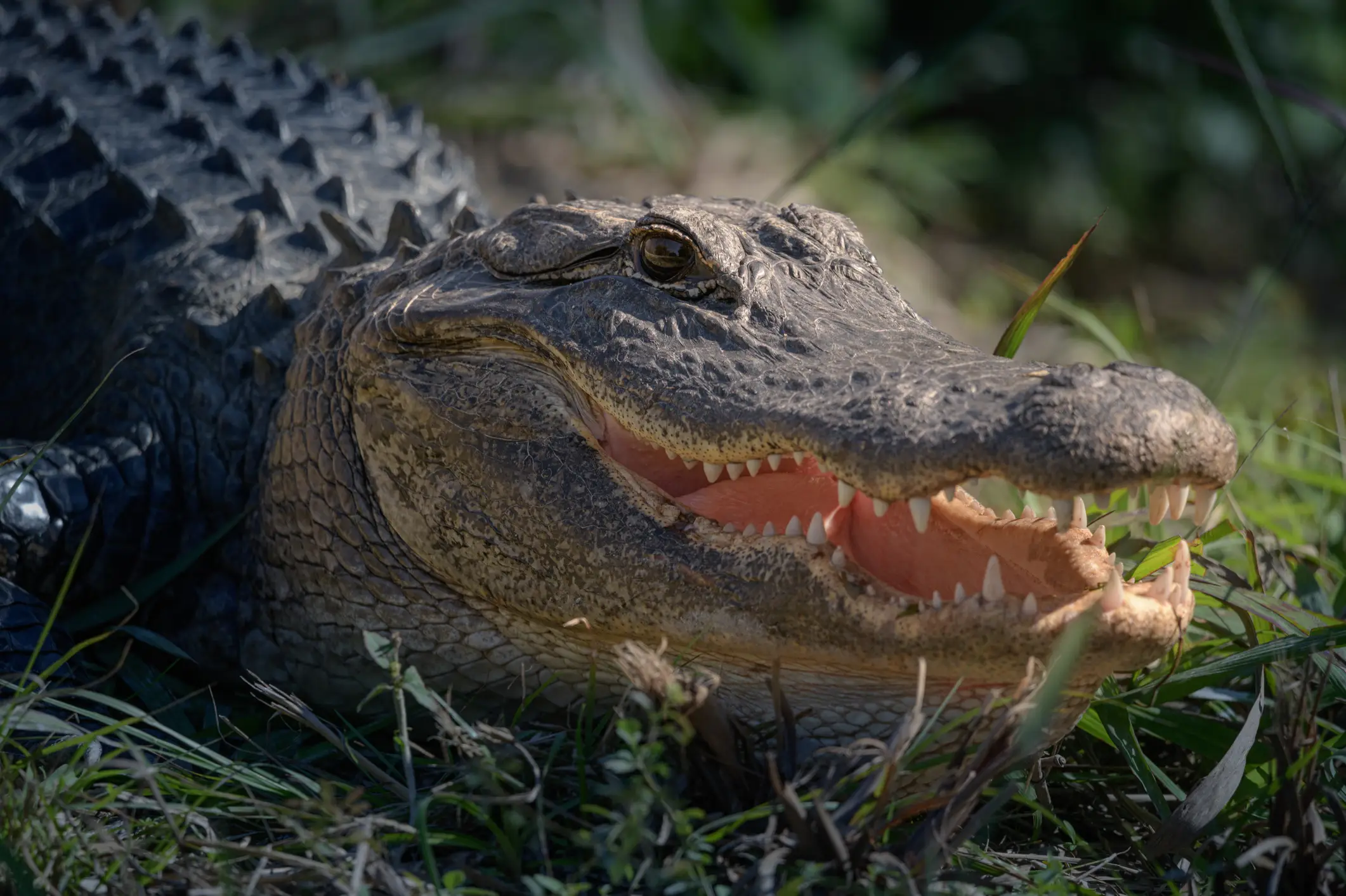 There have been three reported alligator attacks in Florida in the last seven days (Getty Stock Image)