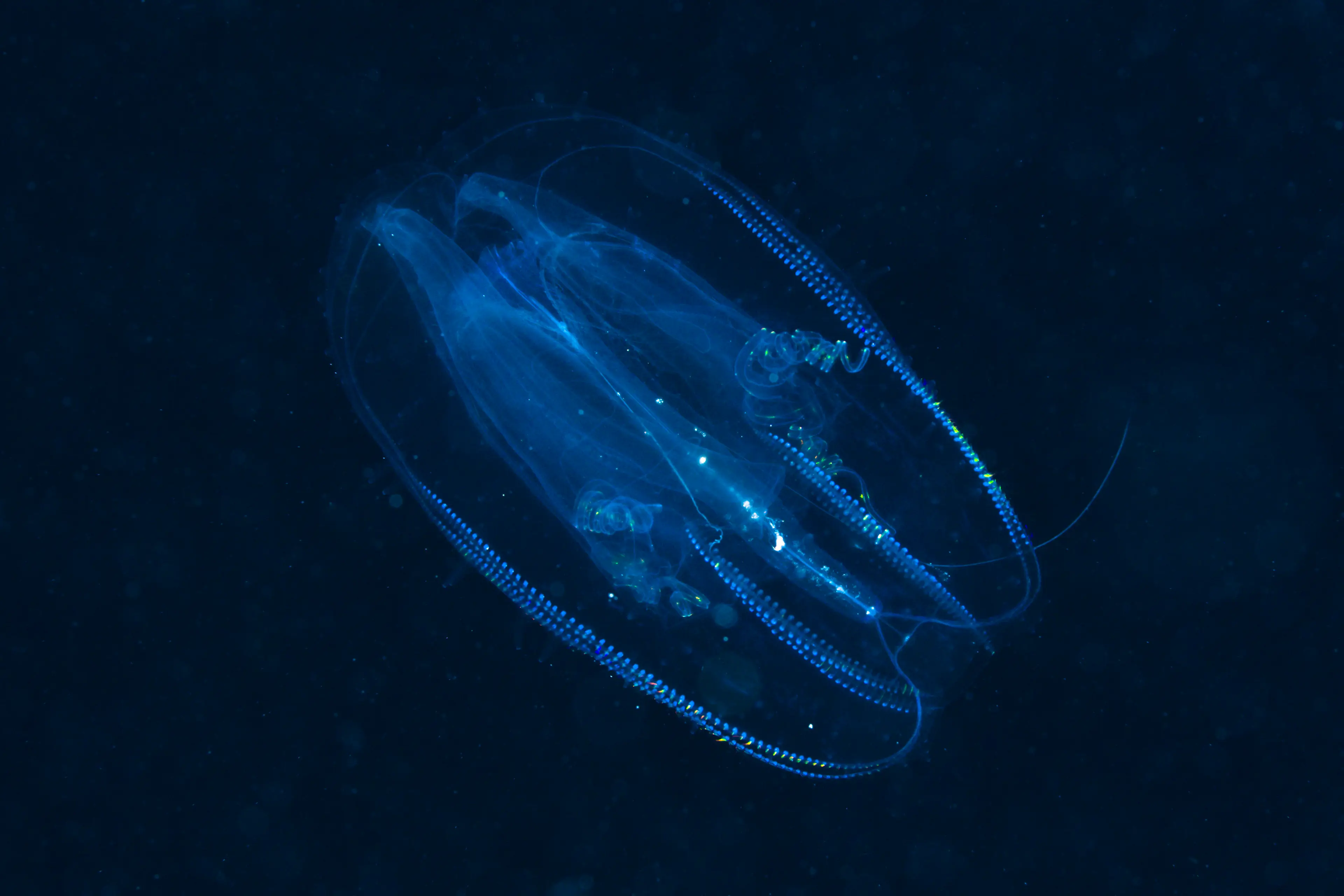 The unique creature may be able to 'time travel', scientists say (Reinhard Dirscherl/ullstein bild via Getty Images)