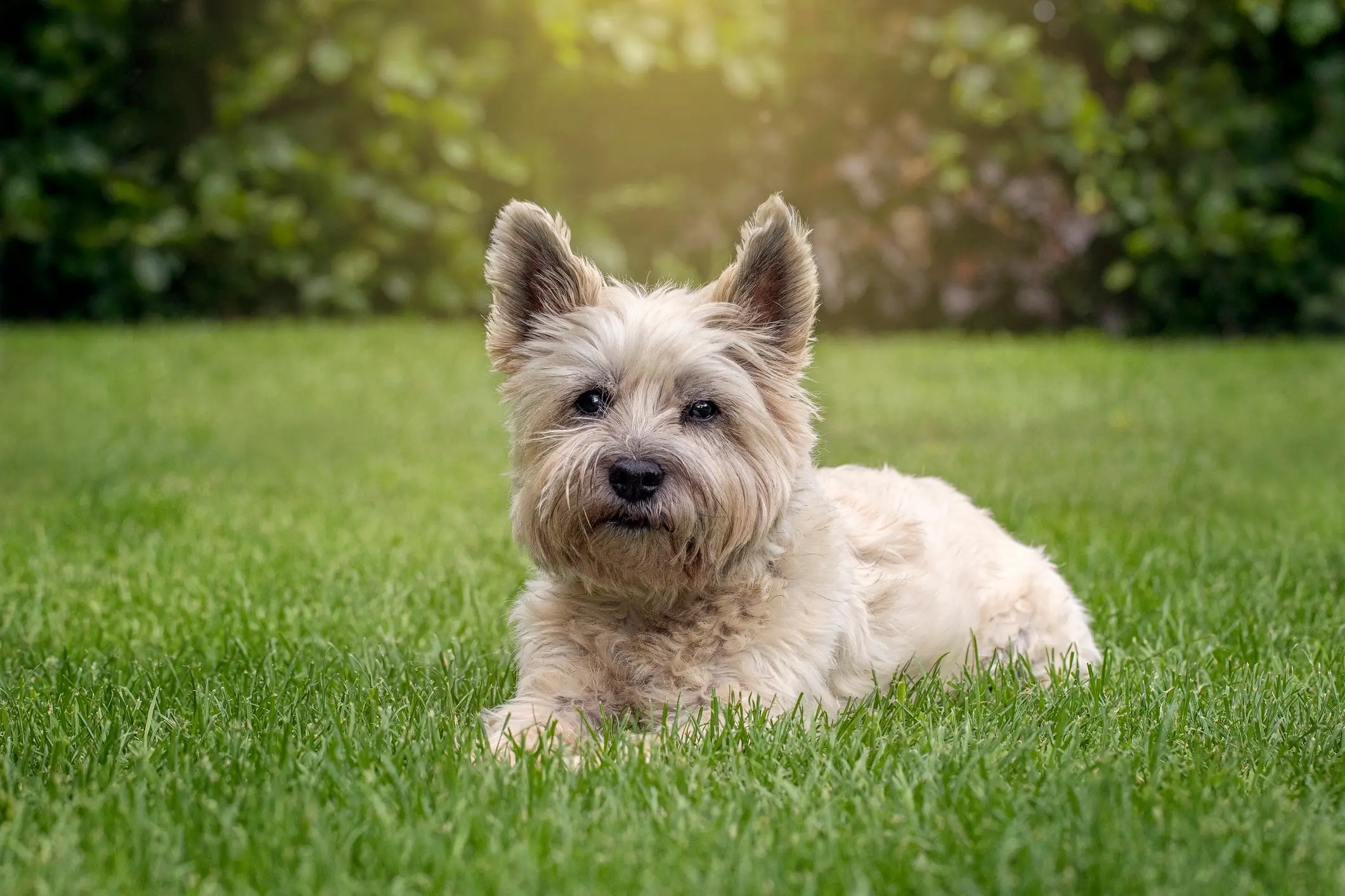 The Cairn Terrier scored 88.7% on the golden ratio scale (Getty Stock Image)
